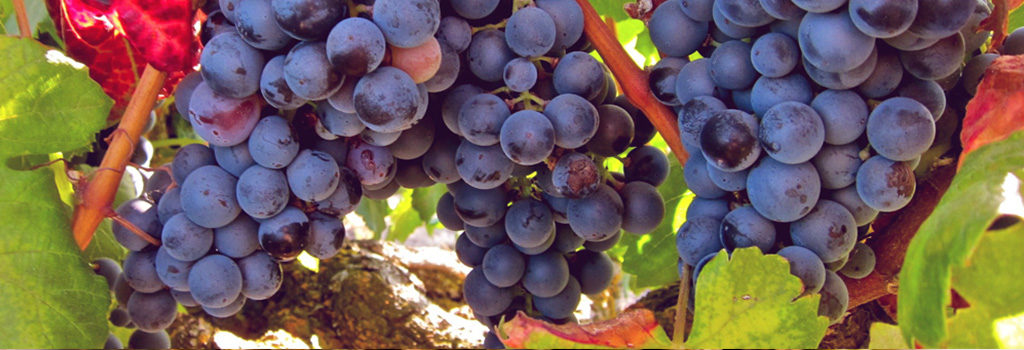 Resveratrol - vitis vinifera