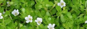 Bacopa monnieri