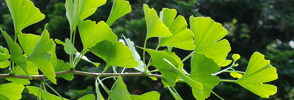 Ginko biloba